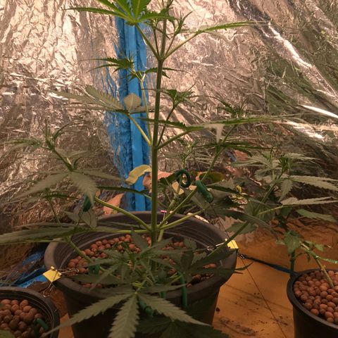 COP AUTO growlog timeline photo