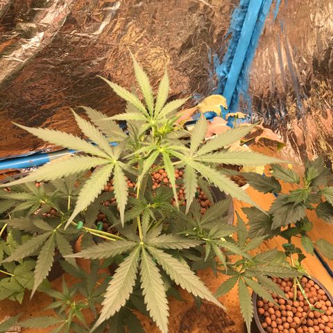 COP AUTO growlog timeline photo