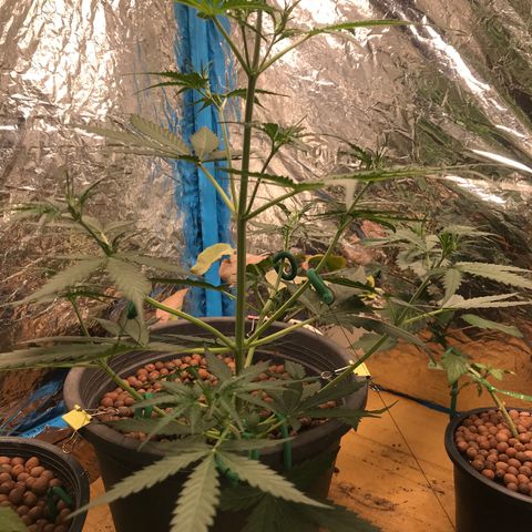 COP AUTO growlog timeline photo