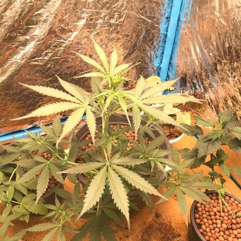 COP AUTO growlog timeline photo