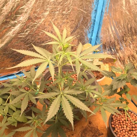 COP AUTO growlog timeline photo