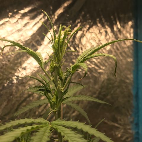 COP AUTO growlog timeline photo