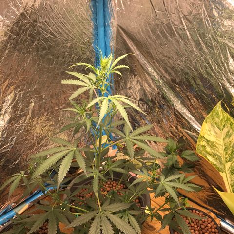 COP AUTO growlog timeline photo