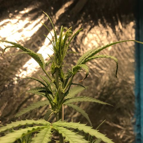 COP AUTO growlog timeline photo