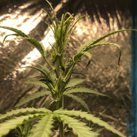 COP AUTO growlog timeline photo