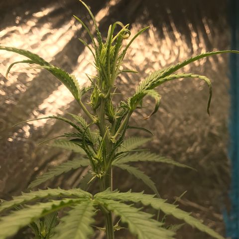 COP AUTO growlog timeline photo
