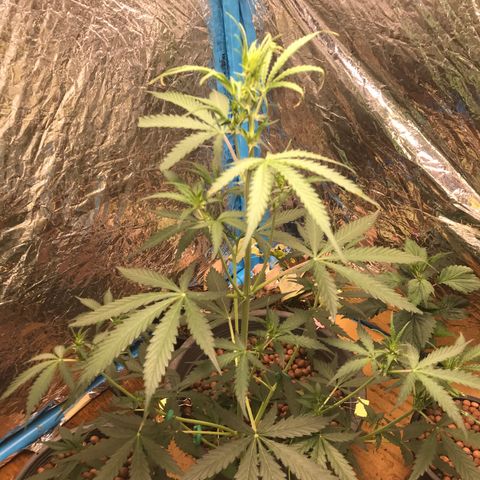 COP AUTO growlog timeline photo