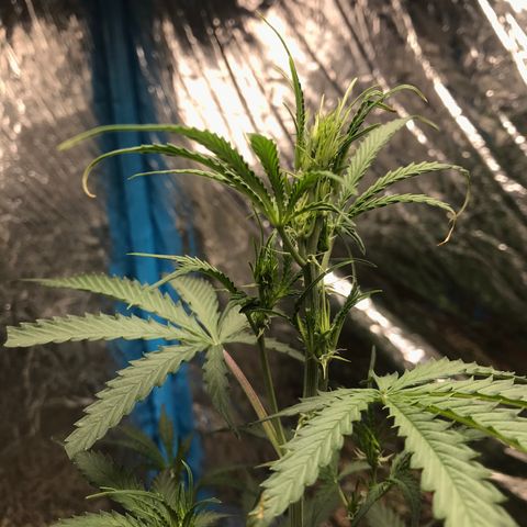 COP AUTO growlog timeline photo