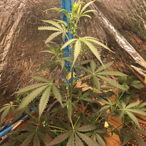 COP AUTO growlog timeline photo