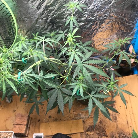 COP AUTO growlog timeline photo