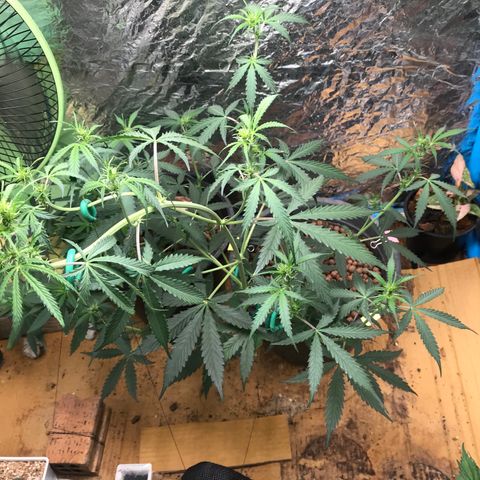 COP AUTO growlog timeline photo