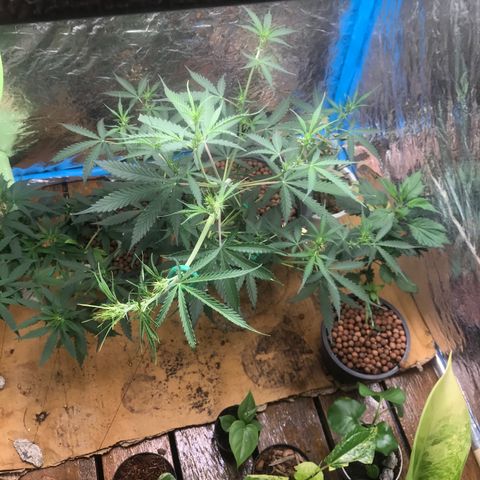 COP AUTO growlog timeline photo