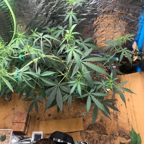 COP AUTO growlog timeline photo