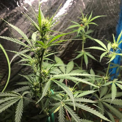 COP AUTO growlog timeline photo