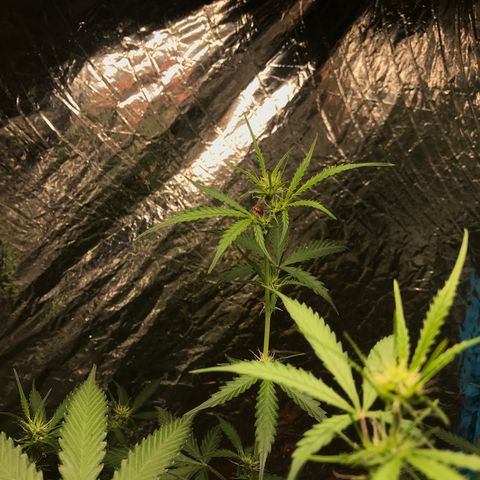COP AUTO growlog timeline photo
