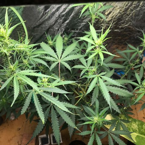 COP AUTO growlog timeline photo