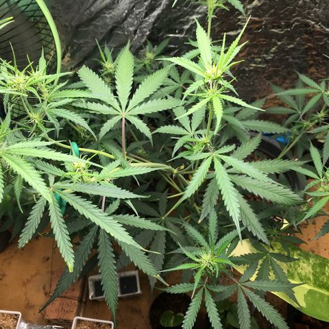 COP AUTO growlog timeline photo