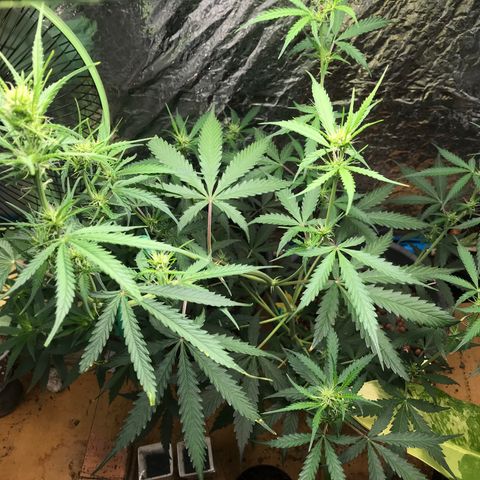 COP AUTO growlog timeline photo