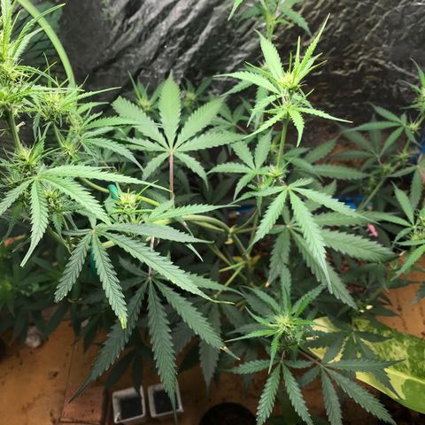 COP AUTO growlog timeline photo