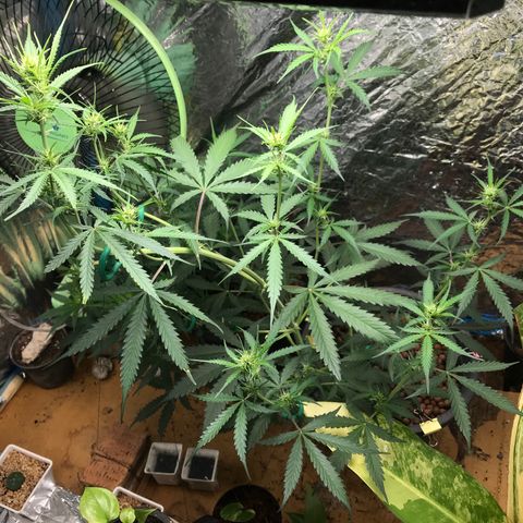 COP AUTO growlog timeline photo