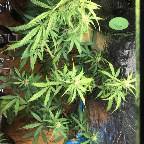 COP AUTO growlog timeline photo