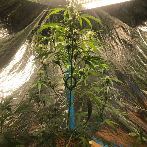 COP AUTO growlog timeline photo
