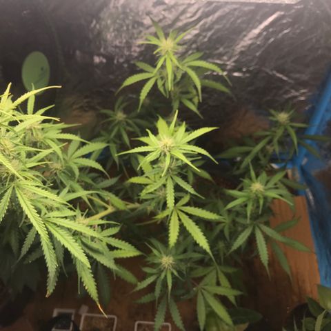 COP AUTO growlog timeline photo