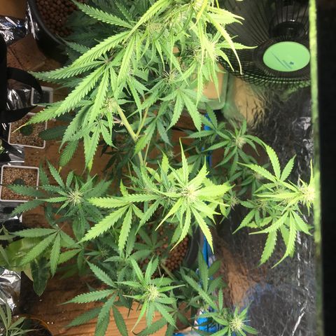 COP AUTO growlog timeline photo