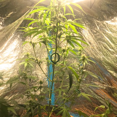 COP AUTO growlog timeline photo