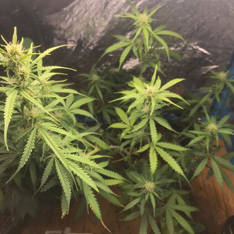 COP AUTO growlog timeline photo