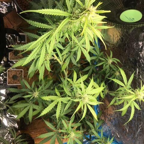 COP AUTO growlog timeline photo
