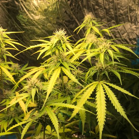 COP AUTO growlog timeline photo