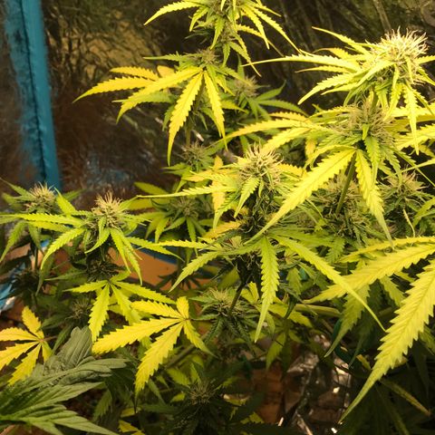 COP AUTO growlog timeline photo