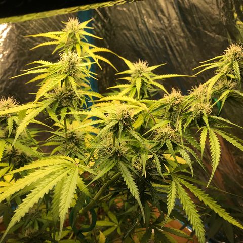 COP AUTO growlog timeline photo