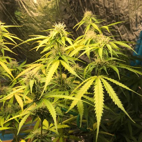 COP AUTO growlog timeline photo