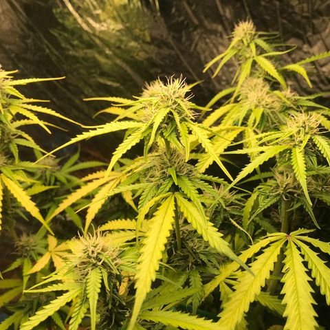 COP AUTO growlog timeline photo