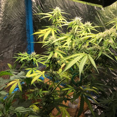 COP AUTO growlog timeline photo