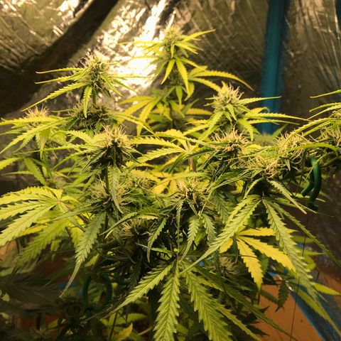 COP AUTO growlog timeline photo