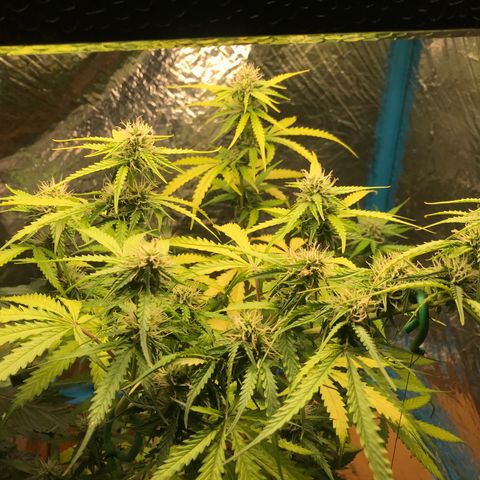 COP AUTO growlog timeline photo