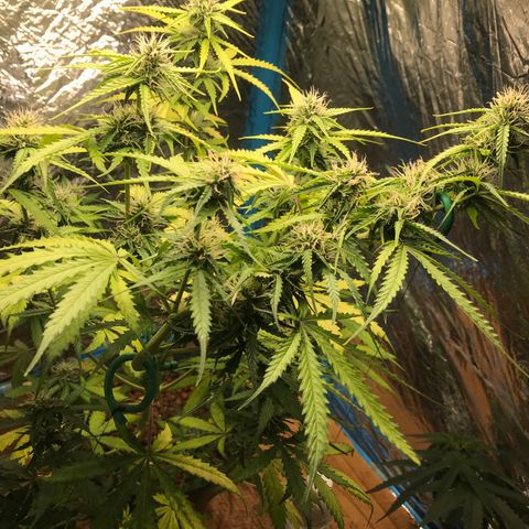 COP AUTO growlog timeline photo