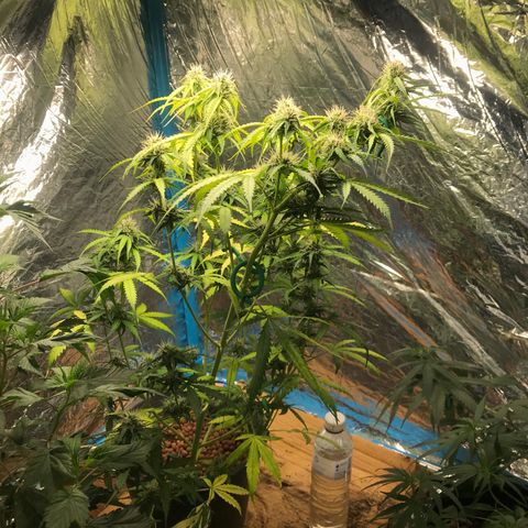 COP AUTO growlog timeline photo