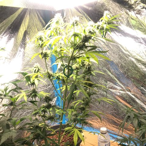 COP AUTO growlog timeline photo