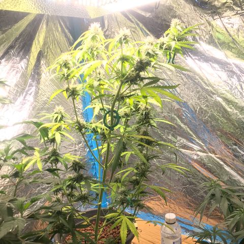 COP AUTO growlog timeline photo