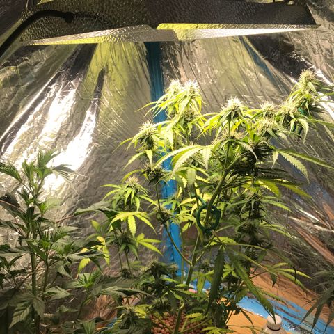 COP AUTO growlog timeline photo