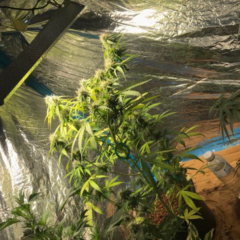 COP AUTO growlog timeline photo
