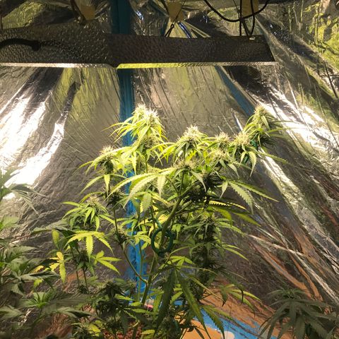 COP AUTO growlog timeline photo