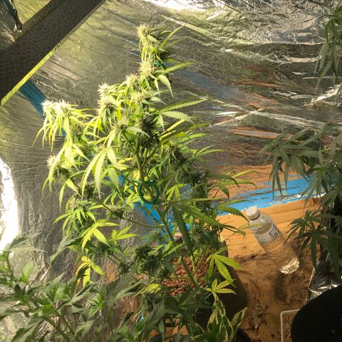 COP AUTO growlog timeline photo