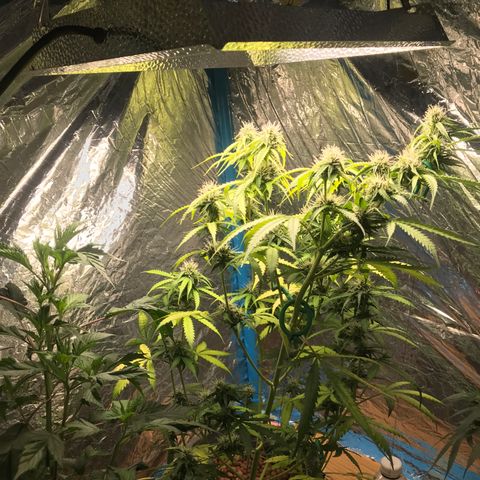 COP AUTO growlog timeline photo