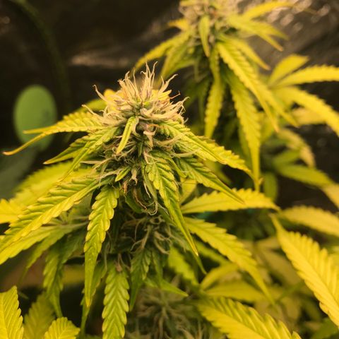 COP AUTO growlog timeline photo