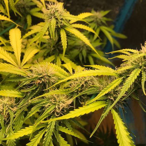 COP AUTO growlog timeline photo